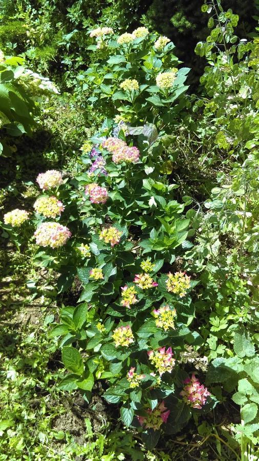 Les 3 Roses Bed & Breakfast Villeneuve-sur-Yonne Luaran gambar